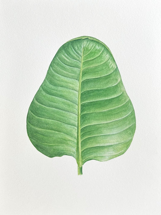 New! Paradise Leaf (Print)